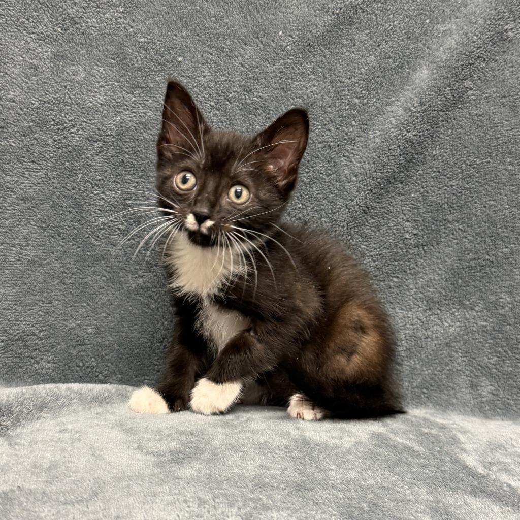 Miley, a Adoptable mixed breed in Brenham, TX image 4/6