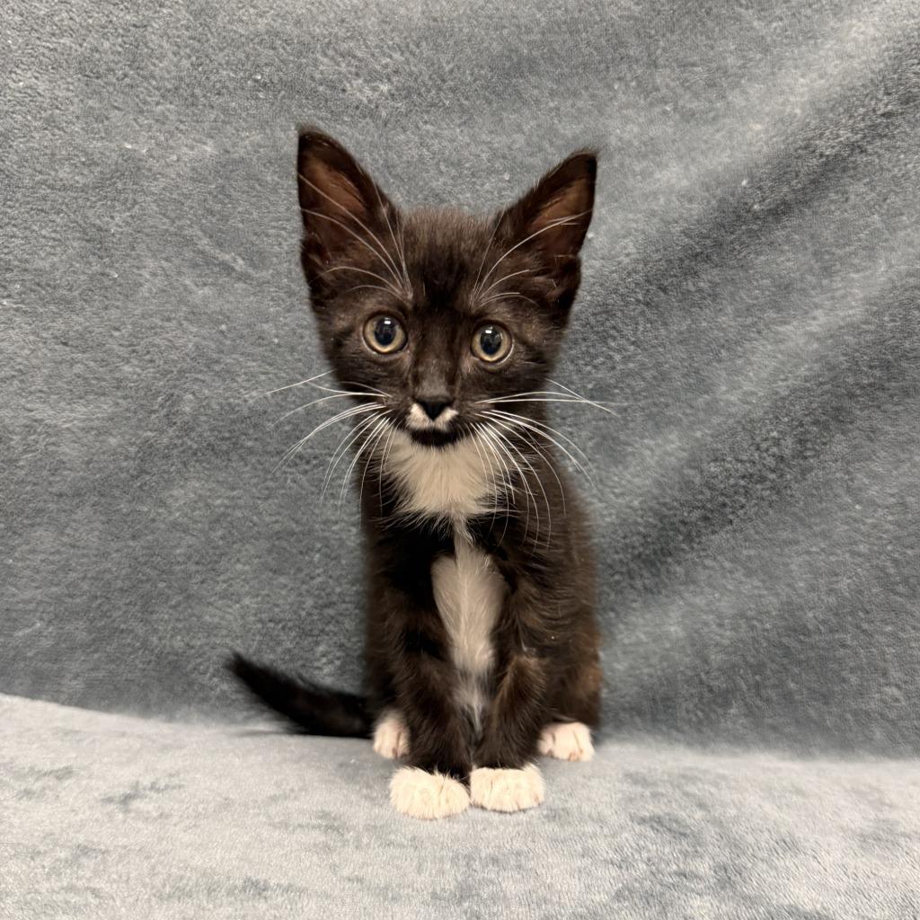 Miley, a Adoptable mixed breed in Brenham, TX image 5/6