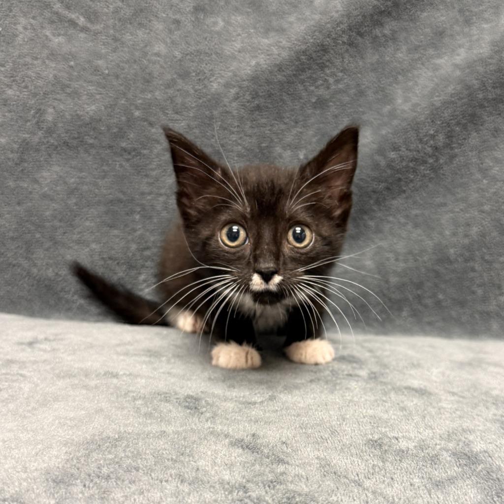Miley, a Adoptable mixed breed in Brenham, TX image 6/6
