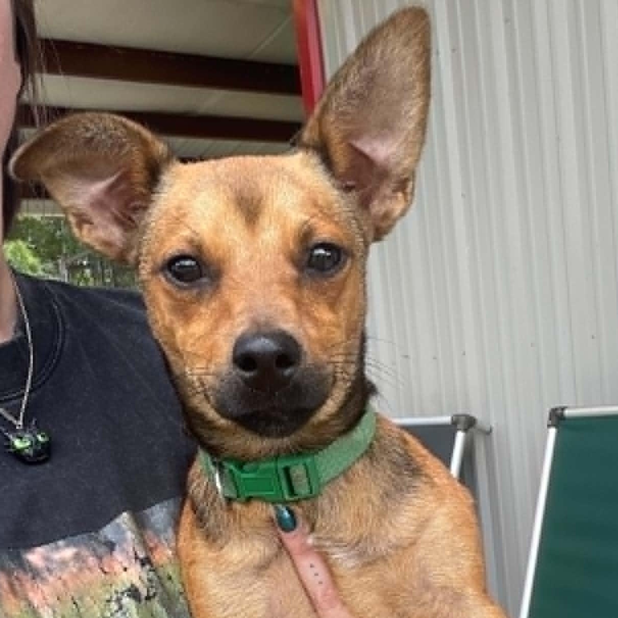 Enlarge Tiggy, a ADOPTABLE mixed breed in Bishopville, SC image 1/1