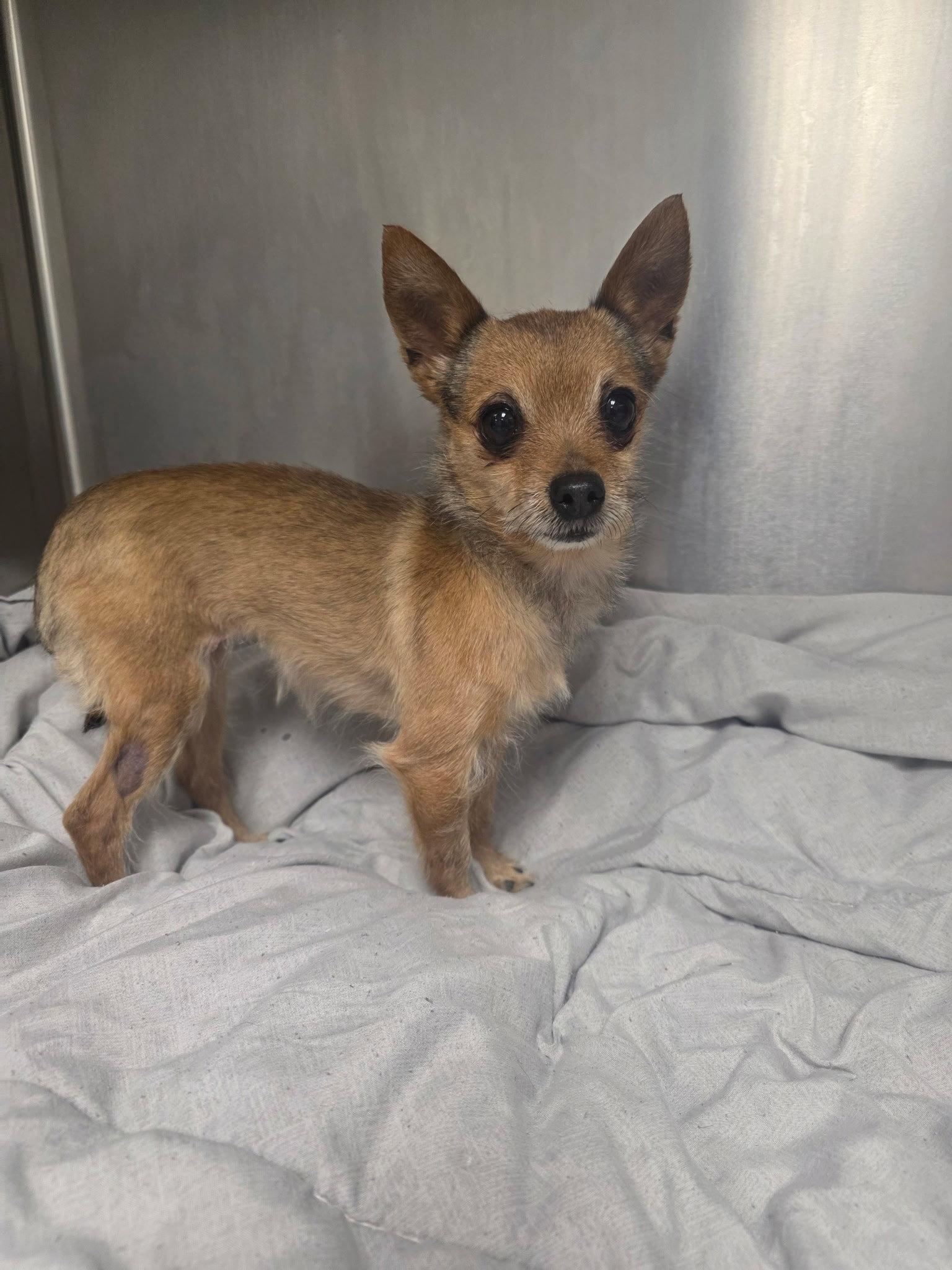Eleanor, a Adopted Chihuahua in Catasauqua, PA image 1/2