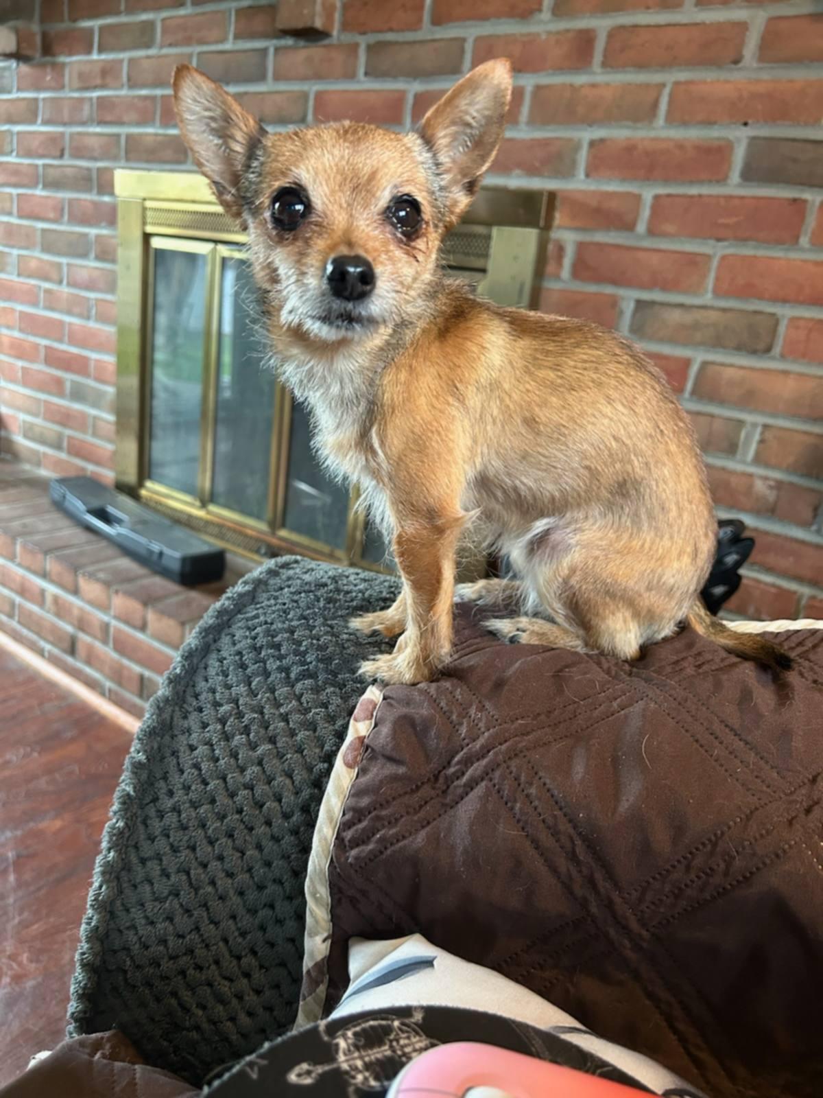 Eleanor, a Adopted Chihuahua in Catasauqua, PA image 2/2