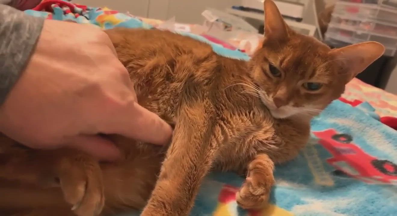 Enlarge Cleo, a Adopted Abyssinian in Ansonia, CT video 6/11