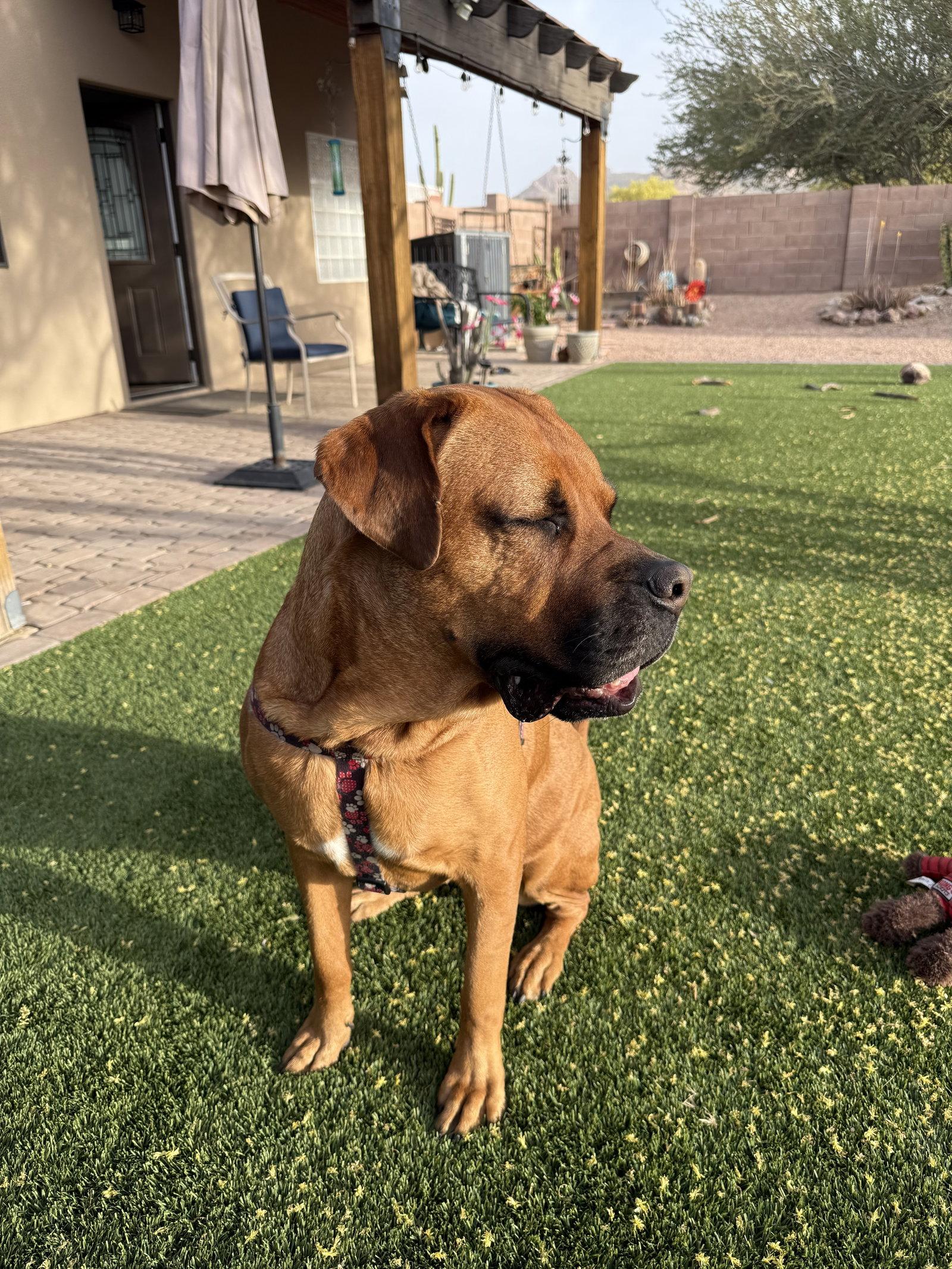 DAISY #27, Adoptable, Adult Female Mastiff.