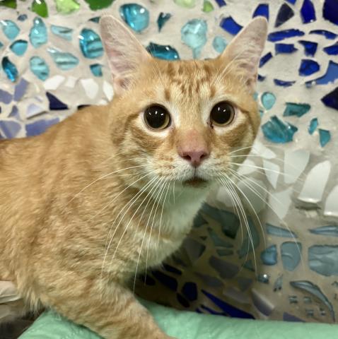 Enlarge SULLEY SULLIVAN, a Adoptable Domestic Short Hair in Pensacola, FL image 1/1