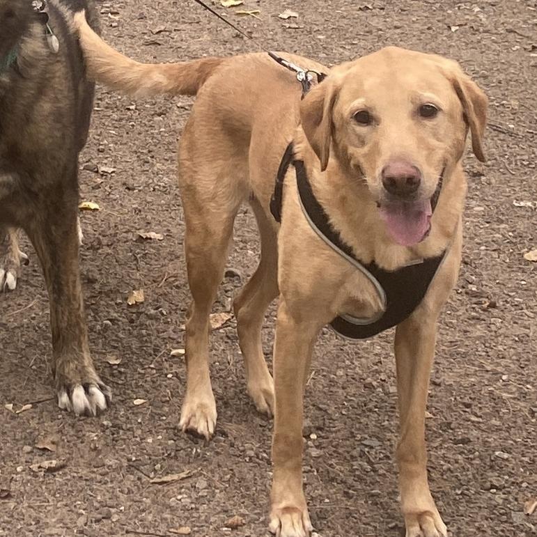 Enlarge Maru D12593, a Adoptable Yellow Labrador Retriever in Princeton, MN image 1/6