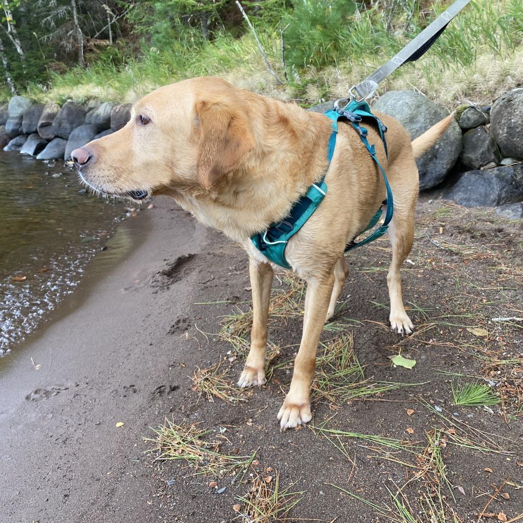 Enlarge Maru D12593, a Adoptable Yellow Labrador Retriever in Princeton, MN image 2/6