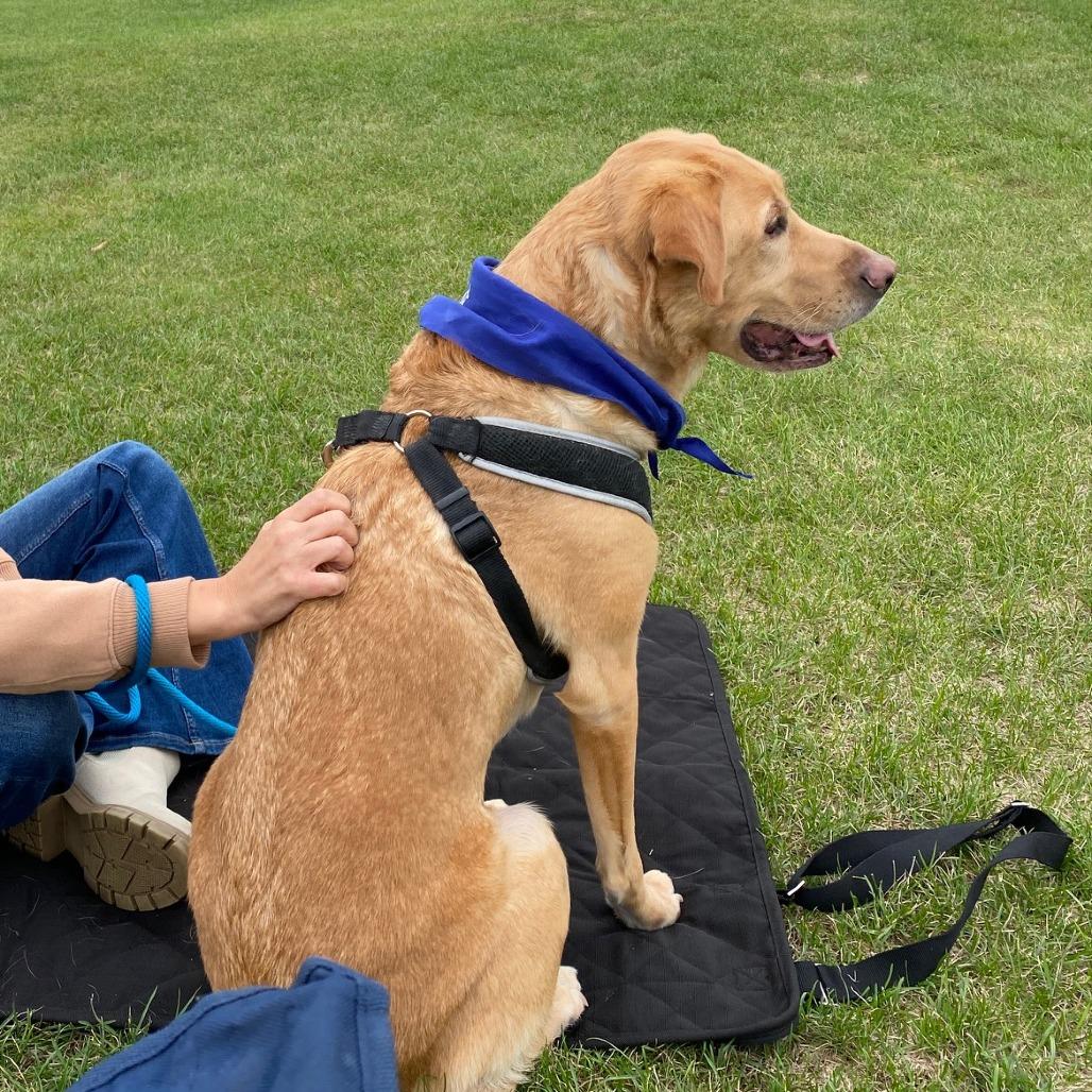 Enlarge Maru D12593, a Adoptable Yellow Labrador Retriever in Princeton, MN image 3/6