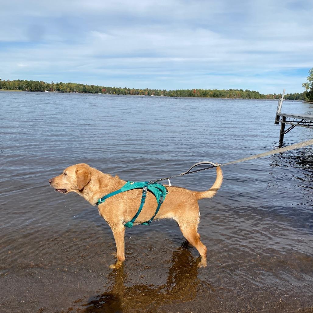 Enlarge Maru D12593, a Adoptable Yellow Labrador Retriever in Princeton, MN image 4/6