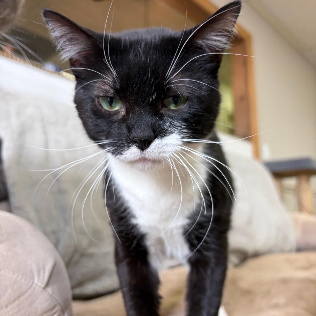 Enlarge Tinsley, a Adoptable Domestic Short Hair in Bloomington, IL image 1/6