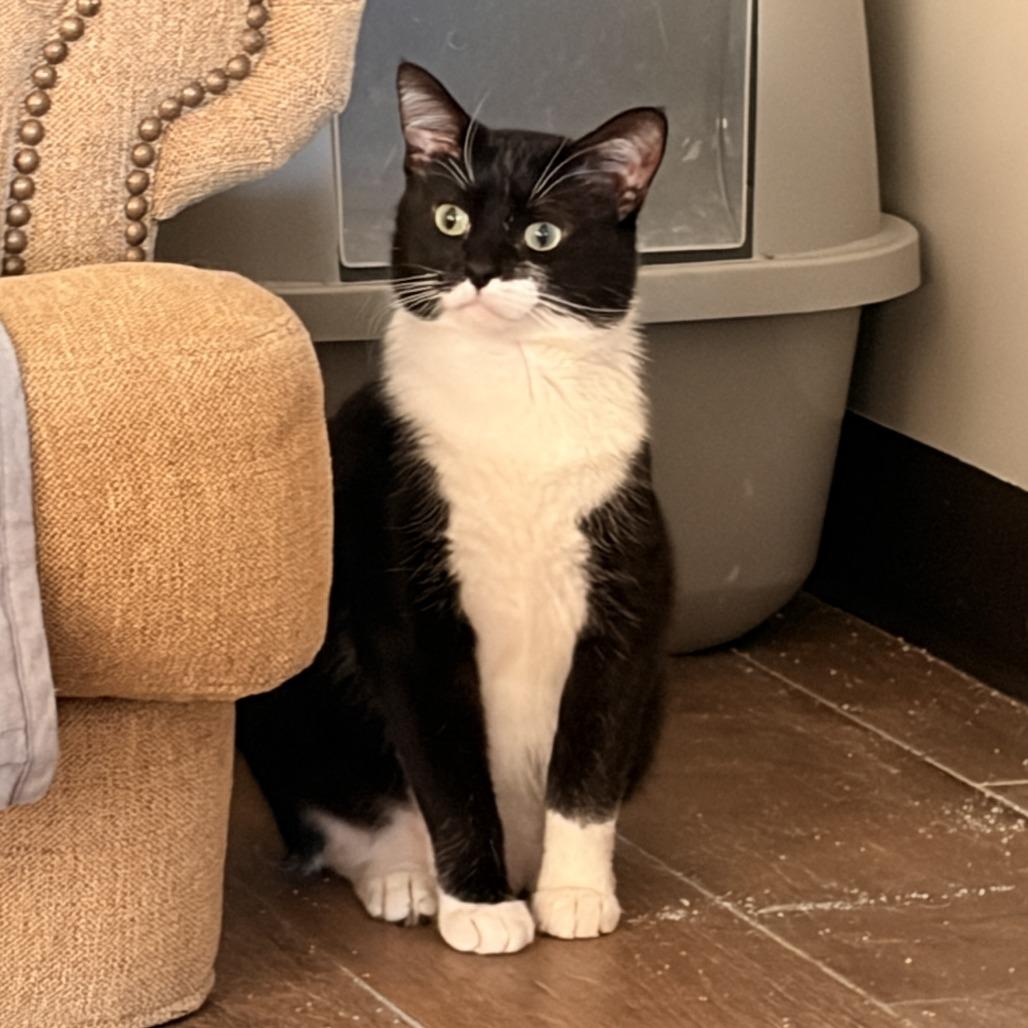 Enlarge Tinsley, a Adoptable Domestic Short Hair in Bloomington, IL image 2/6