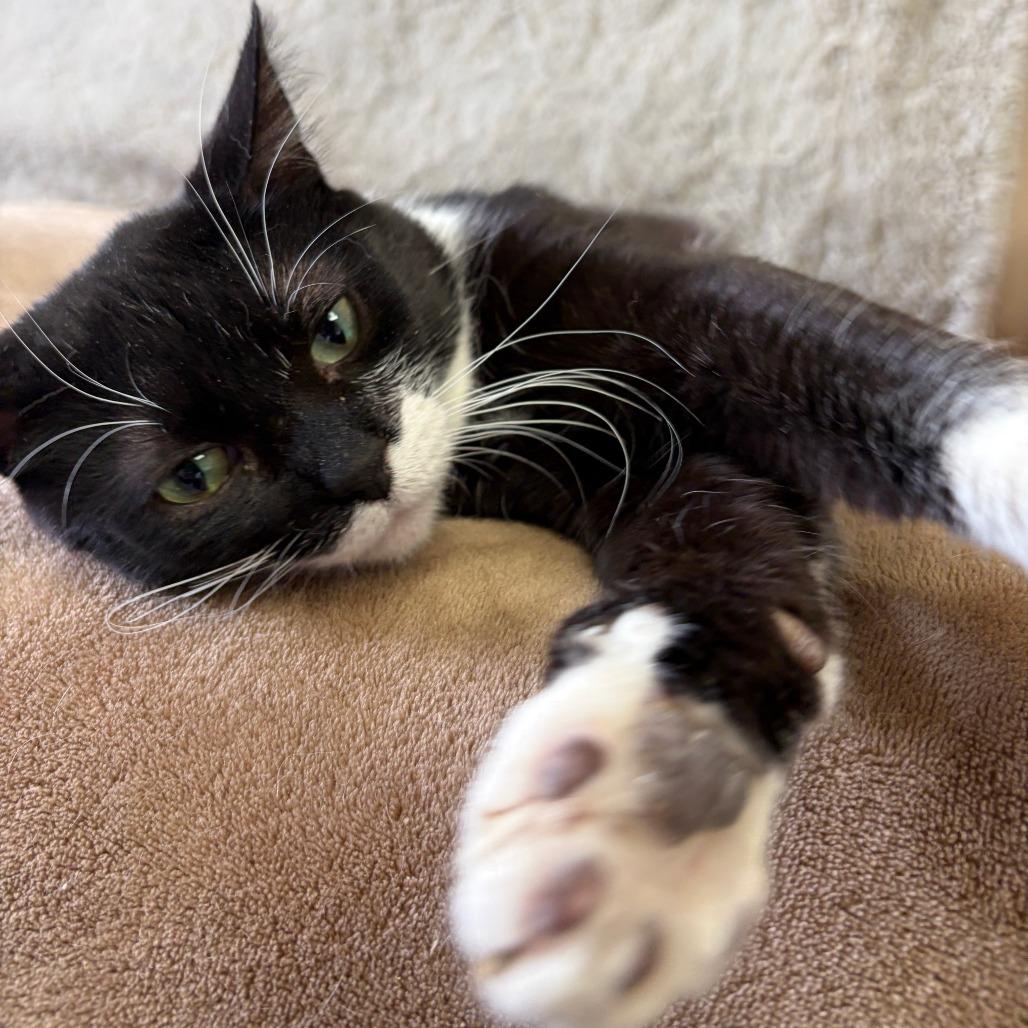 Enlarge Tinsley, a Adoptable Domestic Short Hair in Bloomington, IL image 3/6