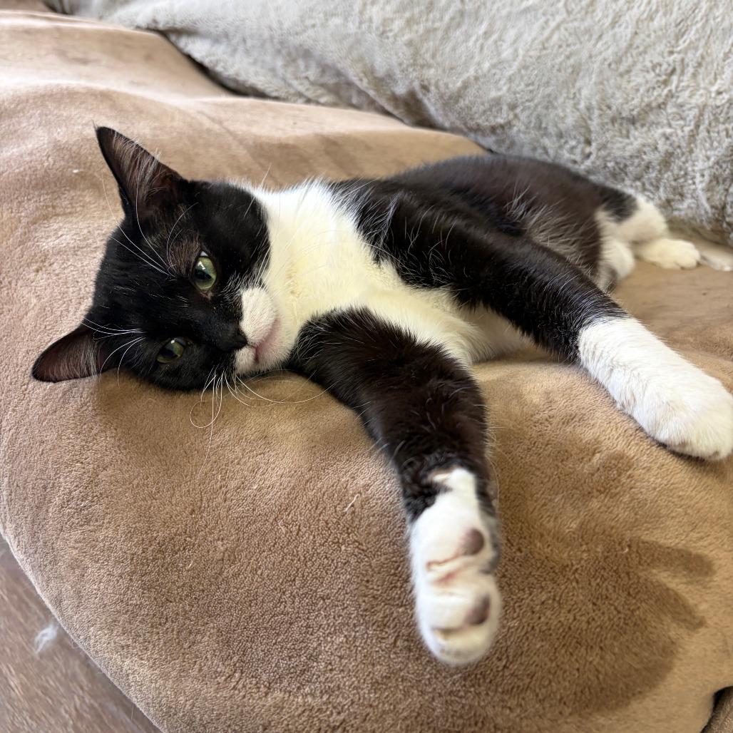 Enlarge Tinsley, a Adoptable Domestic Short Hair in Bloomington, IL image 4/6