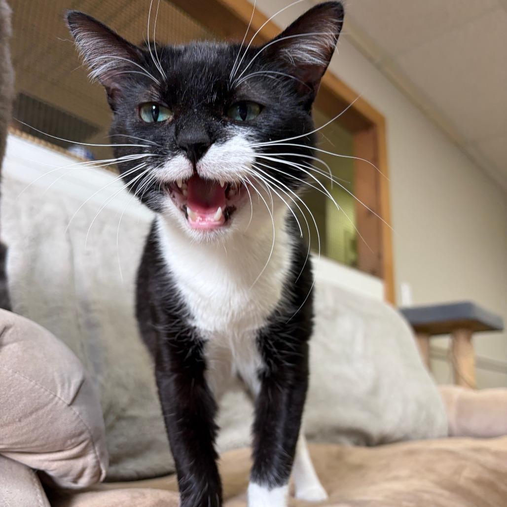 Enlarge Tinsley, a Adoptable Domestic Short Hair in Bloomington, IL image 5/6