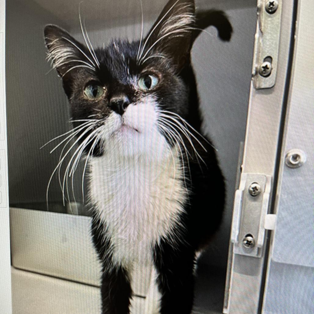 Enlarge Tinsley, a Adoptable Domestic Short Hair in Bloomington, IL image 6/6