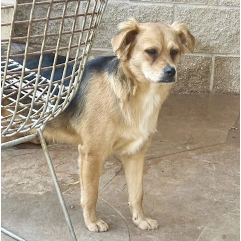 TAVISTOCK, a Adoptable mixed breed in houston, TX image 1/5