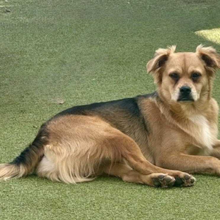 TAVISTOCK, a Adoptable mixed breed in houston, TX image 2/5