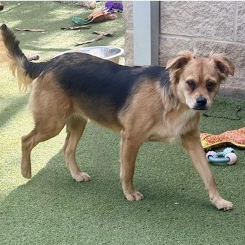 TAVISTOCK, a Adoptable mixed breed in houston, TX image 4/5