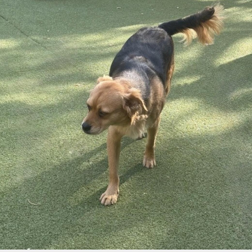 TAVISTOCK, a Adoptable mixed breed in houston, TX image 5/5