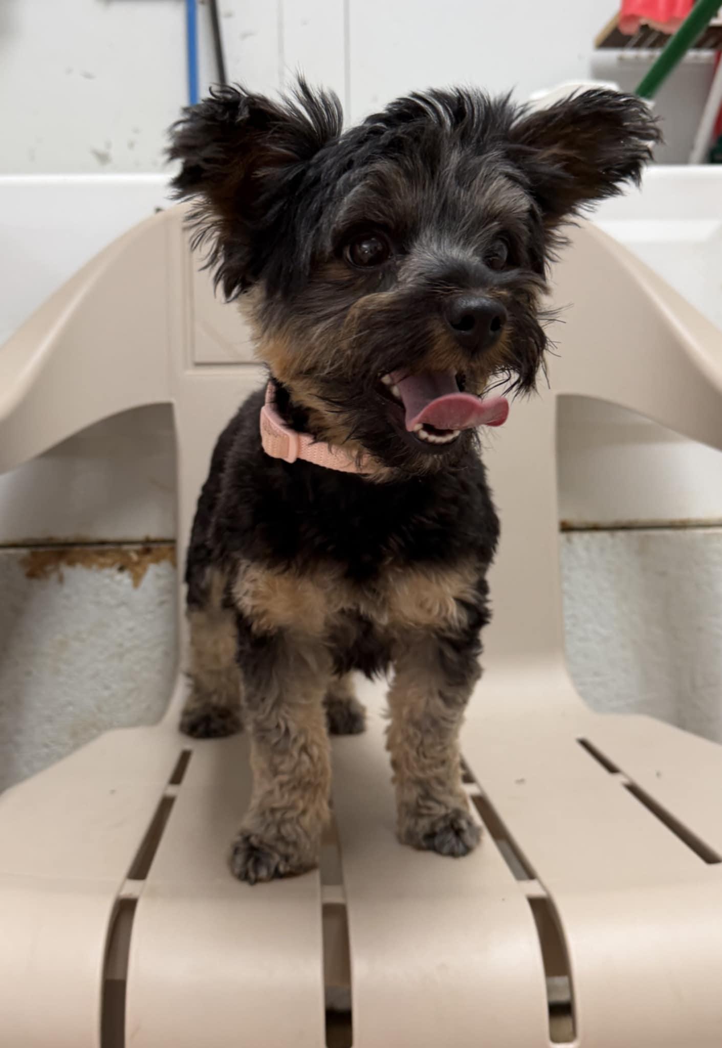 Enlarge Scarlett (bonded with Rhett), an adopted Yorkshire Terrier in Talbott, TN image 2/2