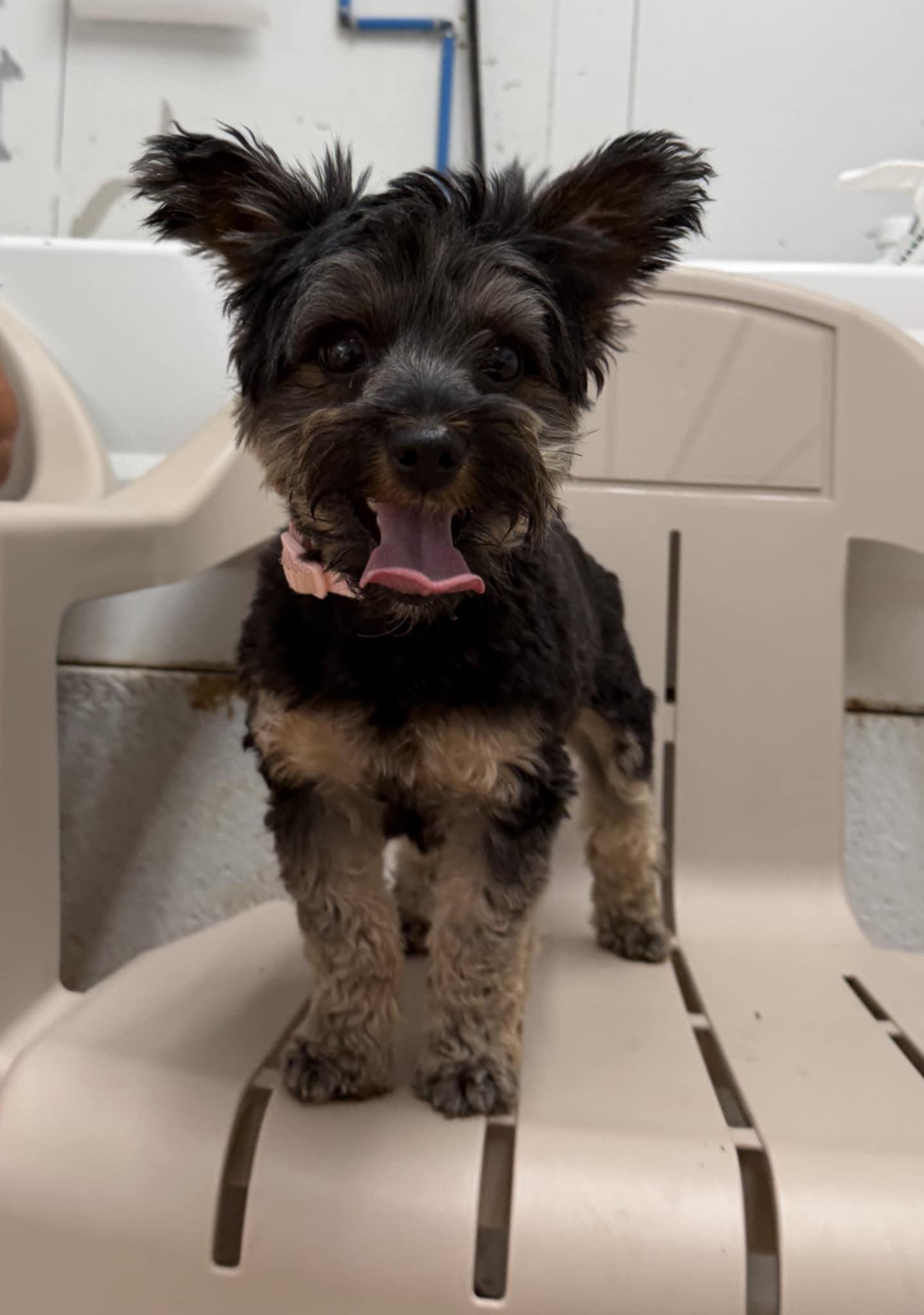 Scarlett (bonded with Rhett), adopted, Young Female Yorkshire Terrier.