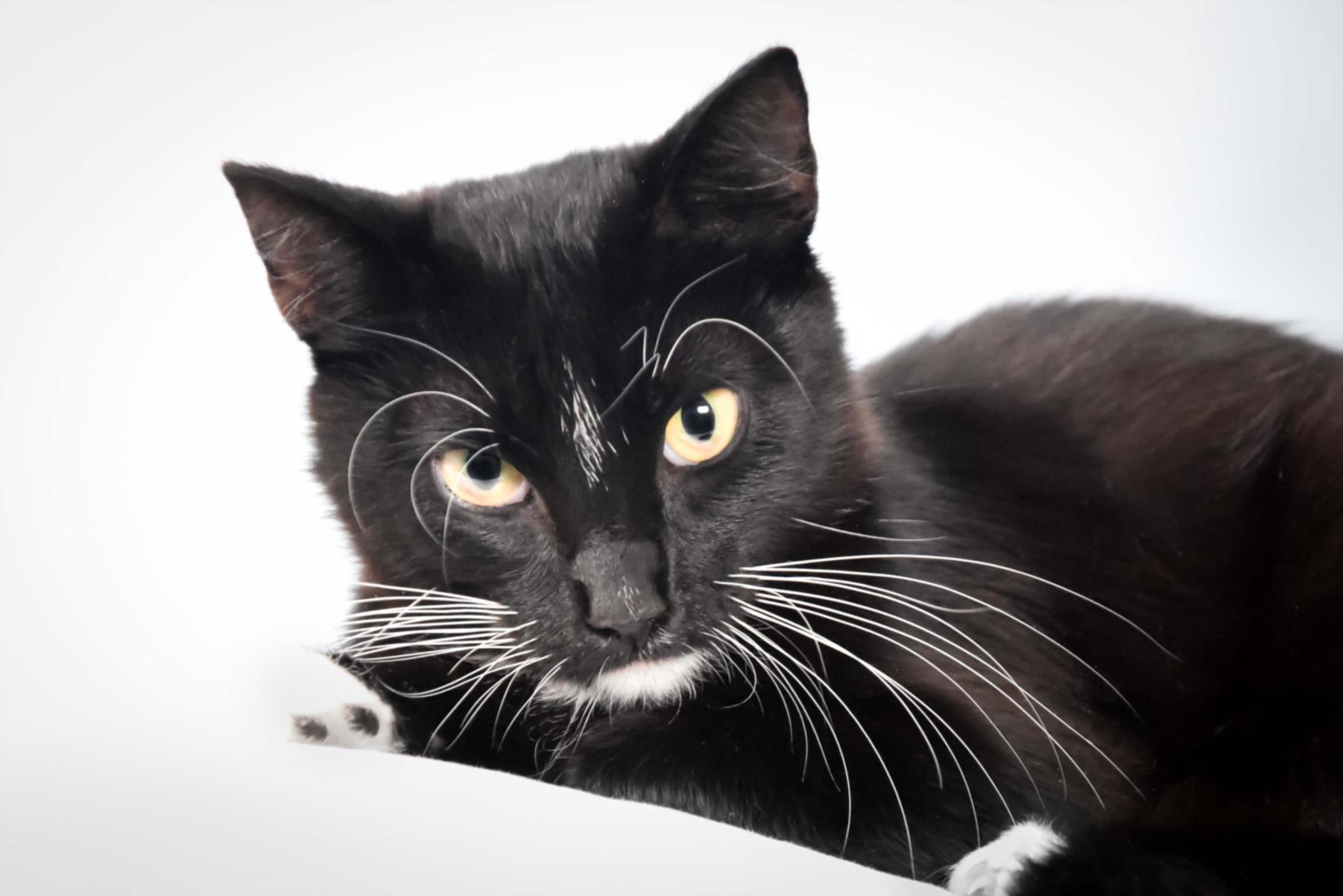 KITTEN, Adoptable, Young Female Domestic Short Hair.