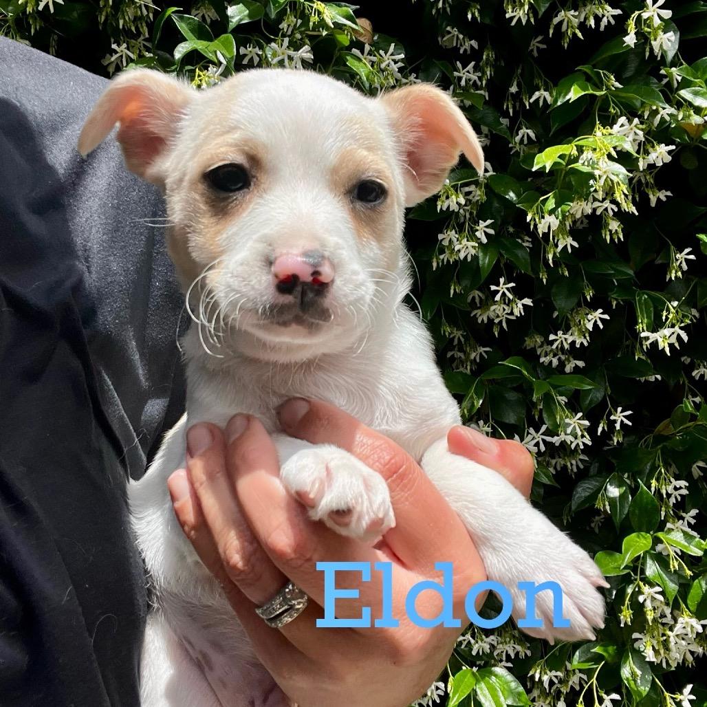 Enlarge Eldon, a Adoptable mixed breed in Long Beach, CA image 2/5