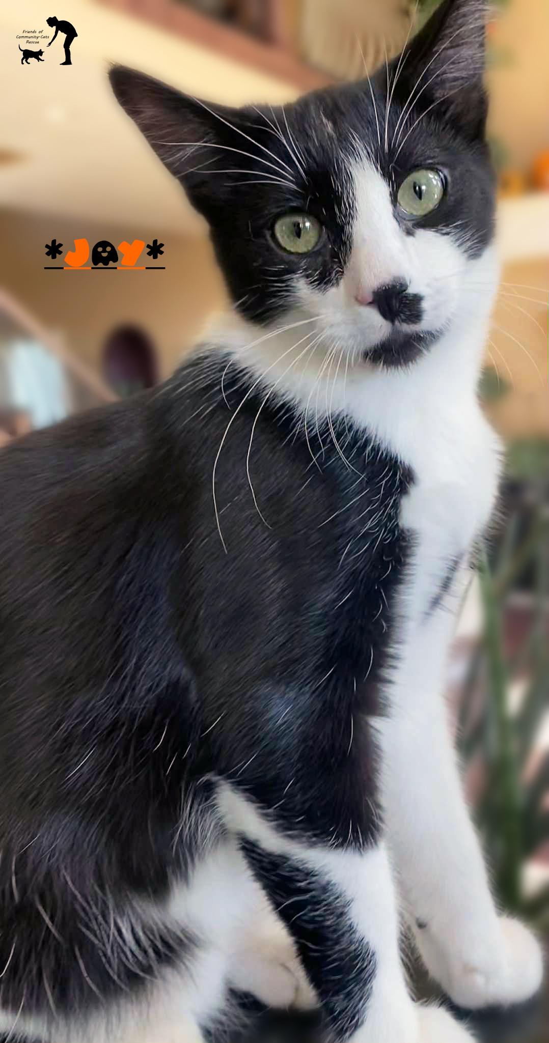 Jay, Adoptable, Kitten Male Domestic Short Hair.