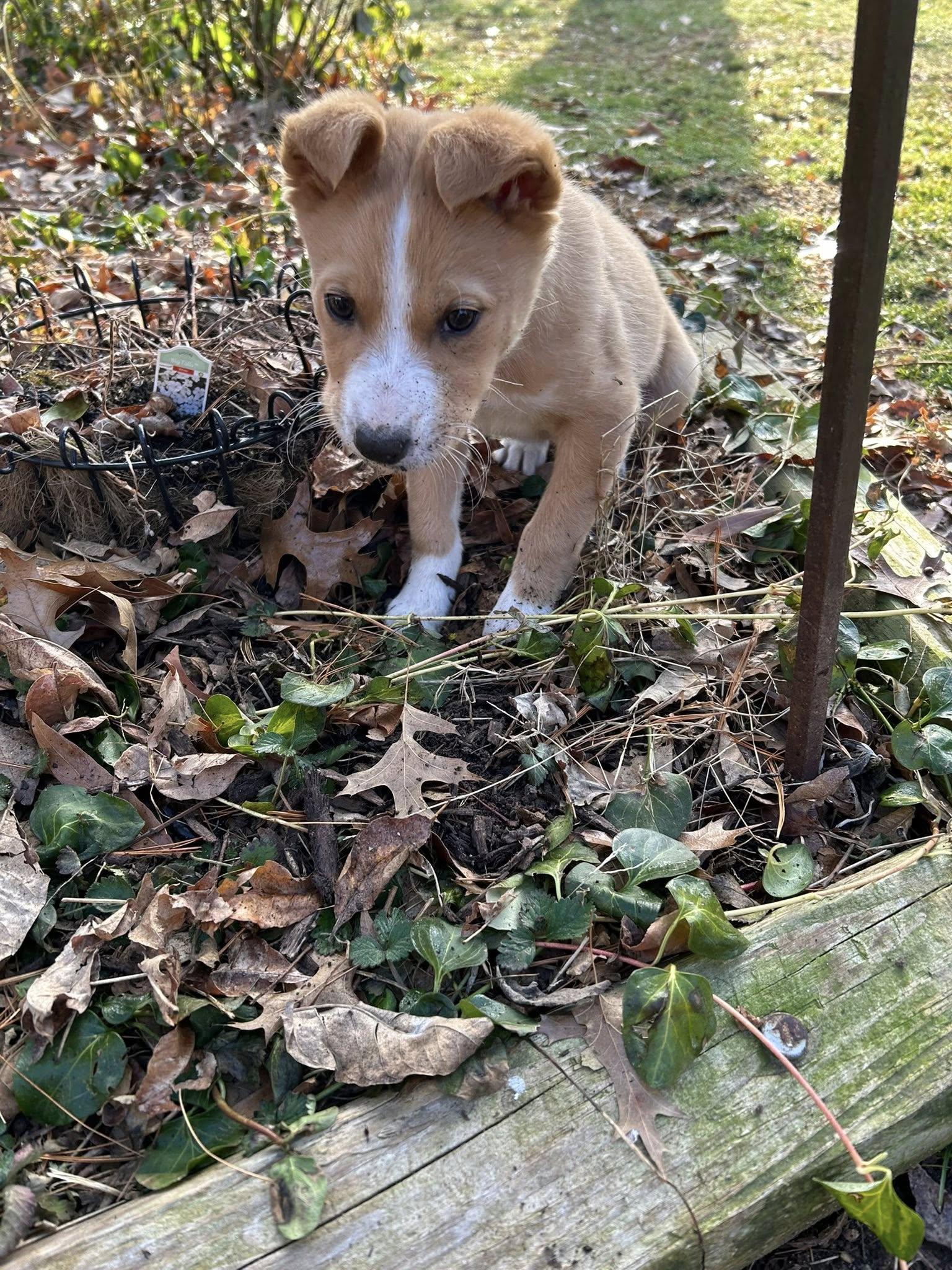 Bingo, adoptable, Puppy Male Mixed Breed.