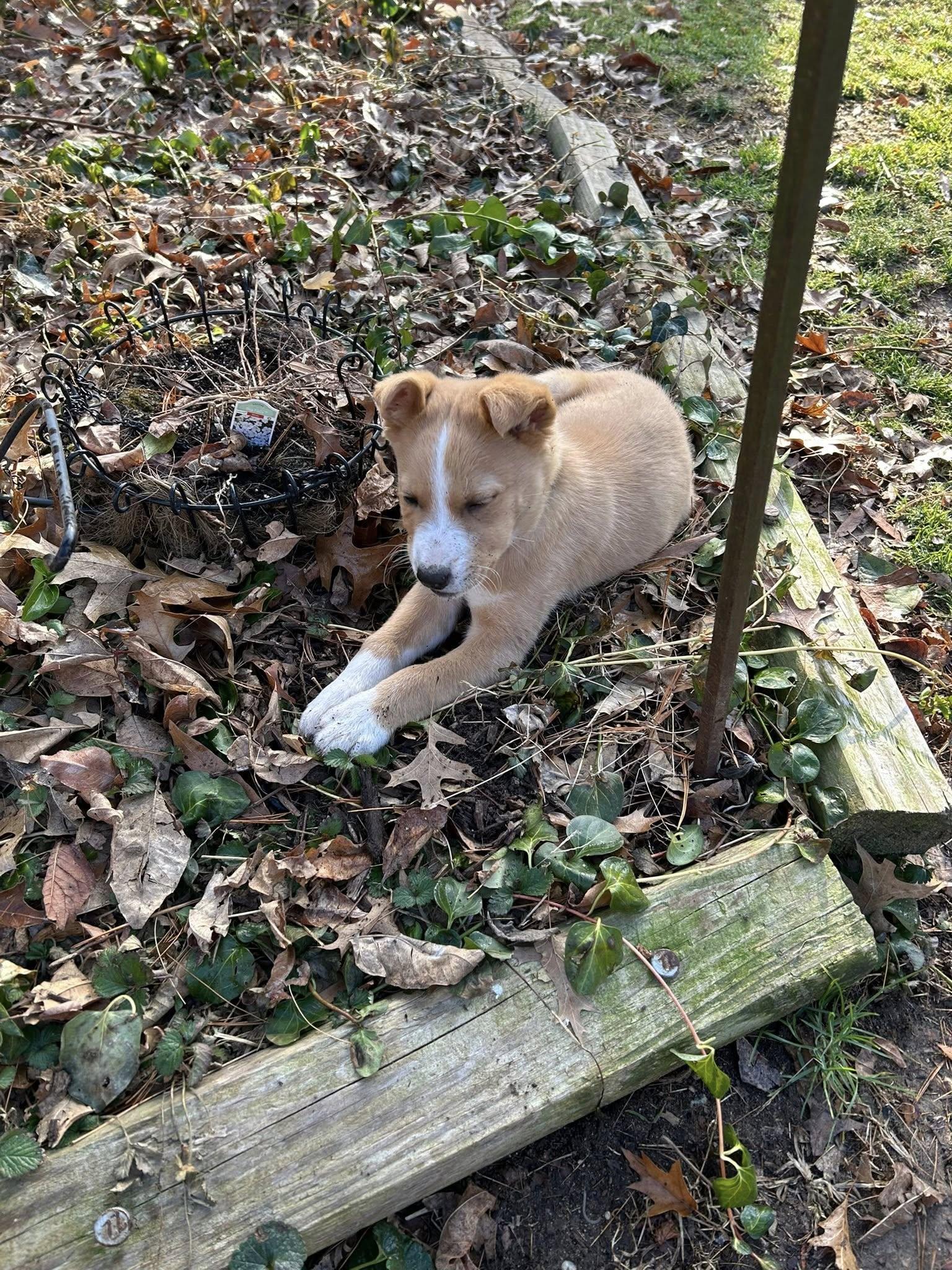 Enlarge Bingo, an adoptable mixed breed in Chestertown, MD image 2/3