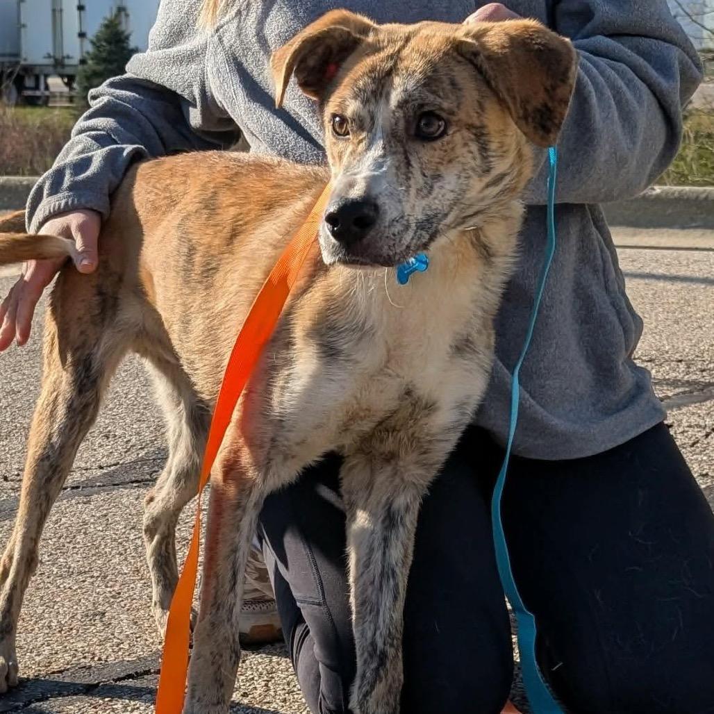 Enlarge Tex, a Adoptable mixed breed in St. Charles, IL image 2/6