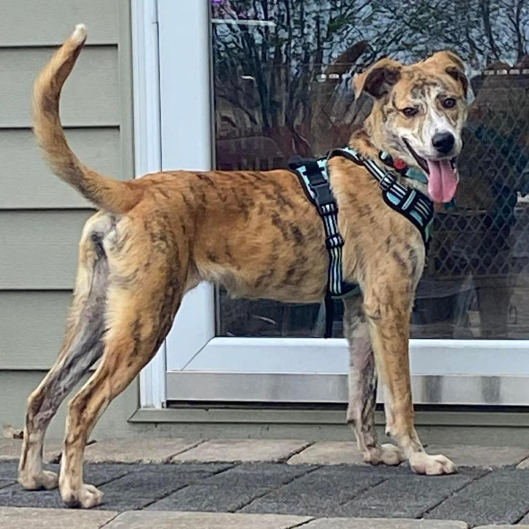 Enlarge Tex, a Adoptable mixed breed in St. Charles, IL image 3/6