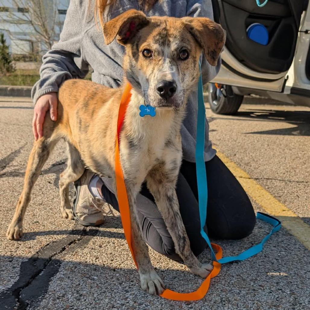 Enlarge Tex, a Adoptable mixed breed in St. Charles, IL image 4/6