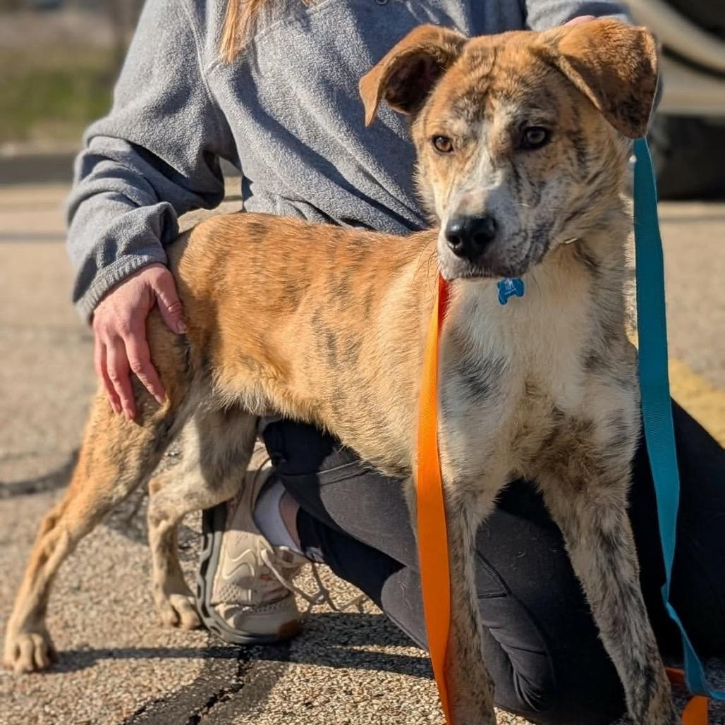 Enlarge Tex, a Adoptable mixed breed in St. Charles, IL image 5/6