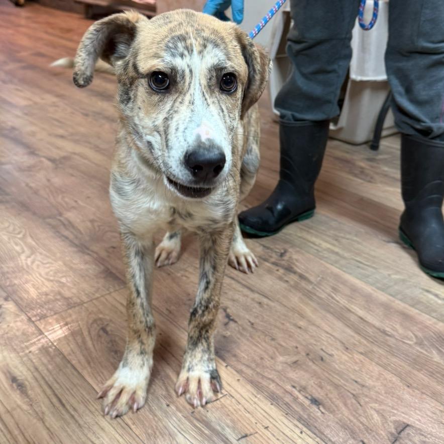 Enlarge Tex, a Adoptable mixed breed in St. Charles, IL image 6/6