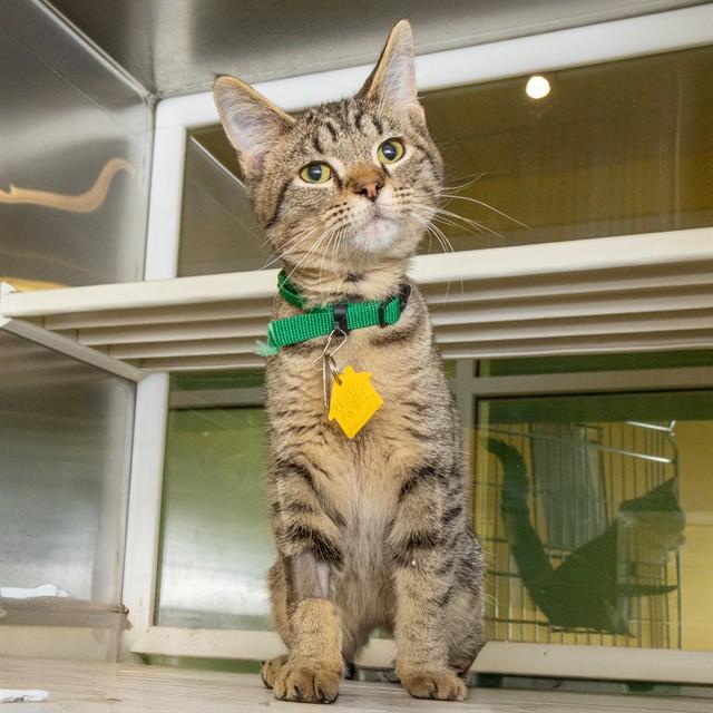 RAFF, Adoptable, Young Male Domestic Short Hair.