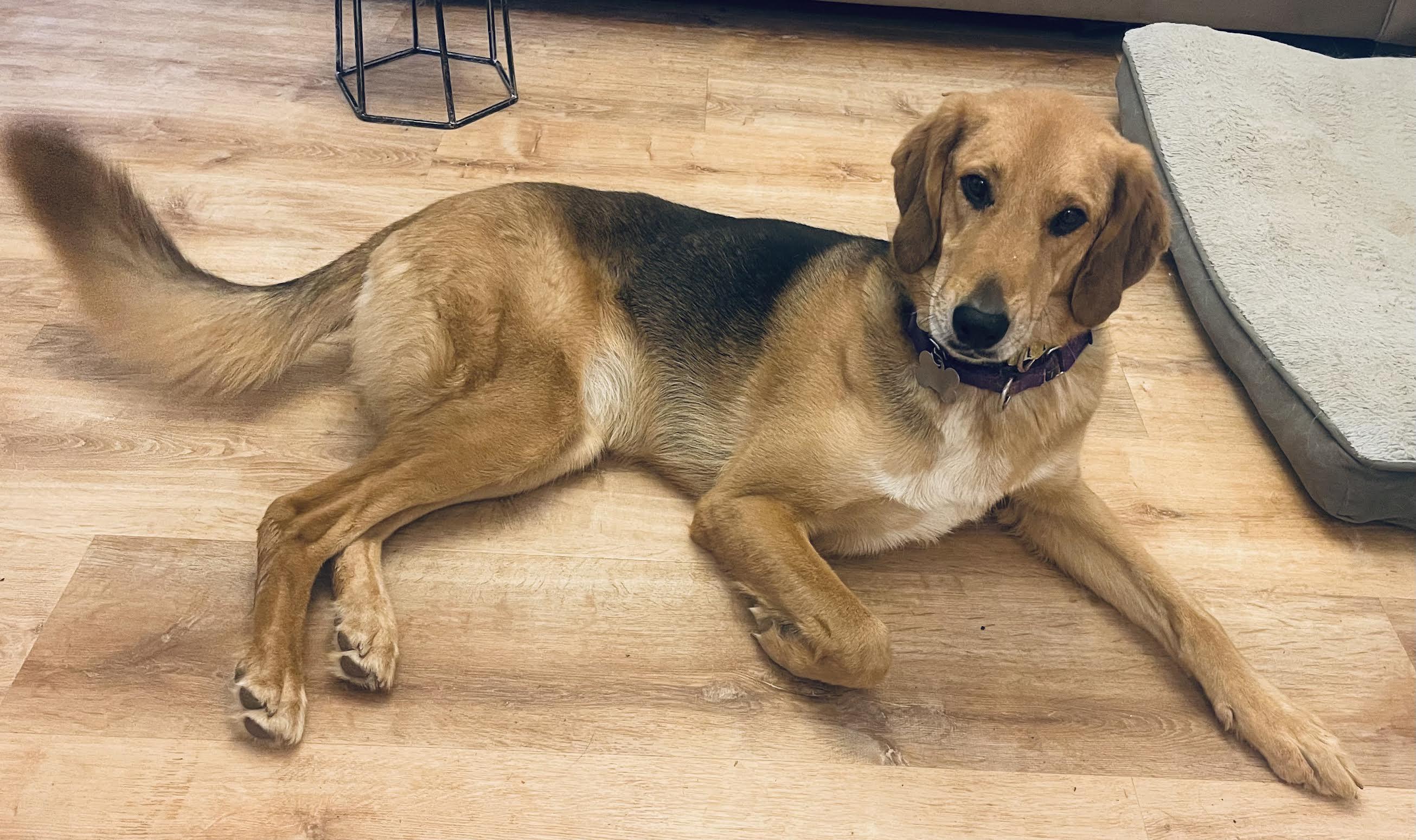 Cassia, a ADOPTABLE mixed breed in Cumming, GA image 5/5