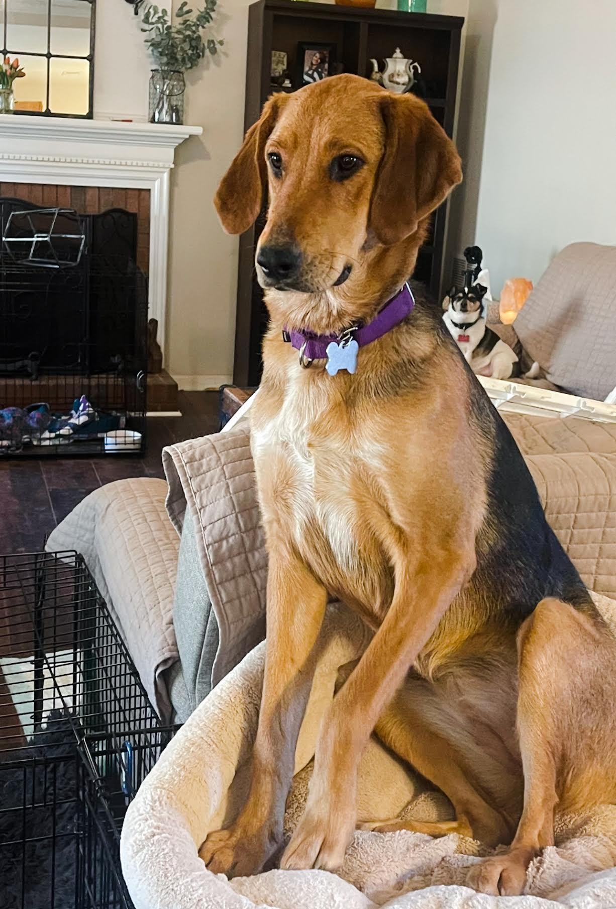 Cassia, a ADOPTABLE mixed breed in Cumming, GA image 2/5