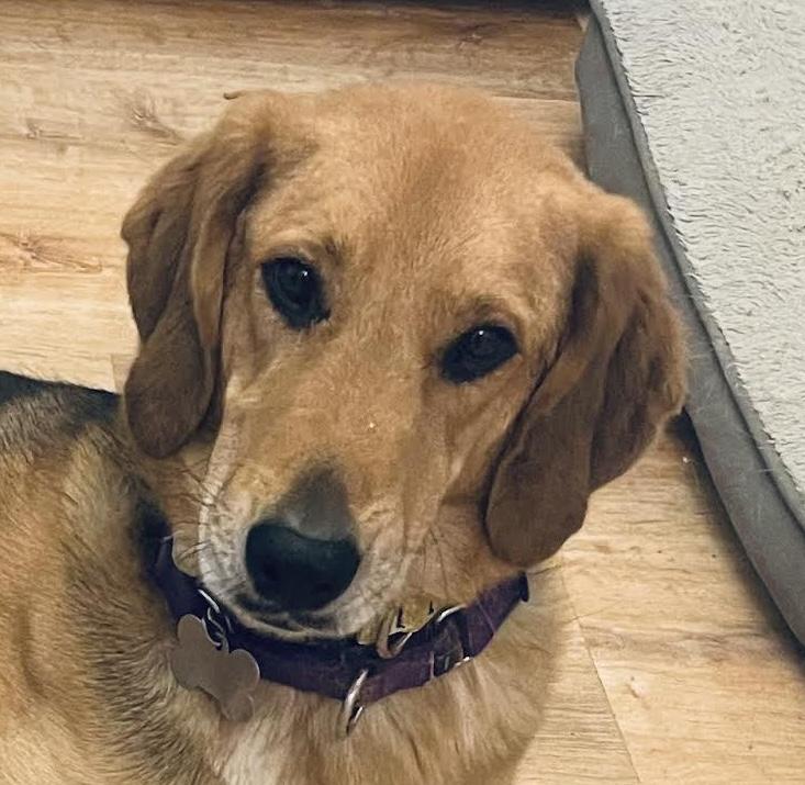 Cassia, ADOPTABLE, Adult Female German Shepherd Dog & Hound.