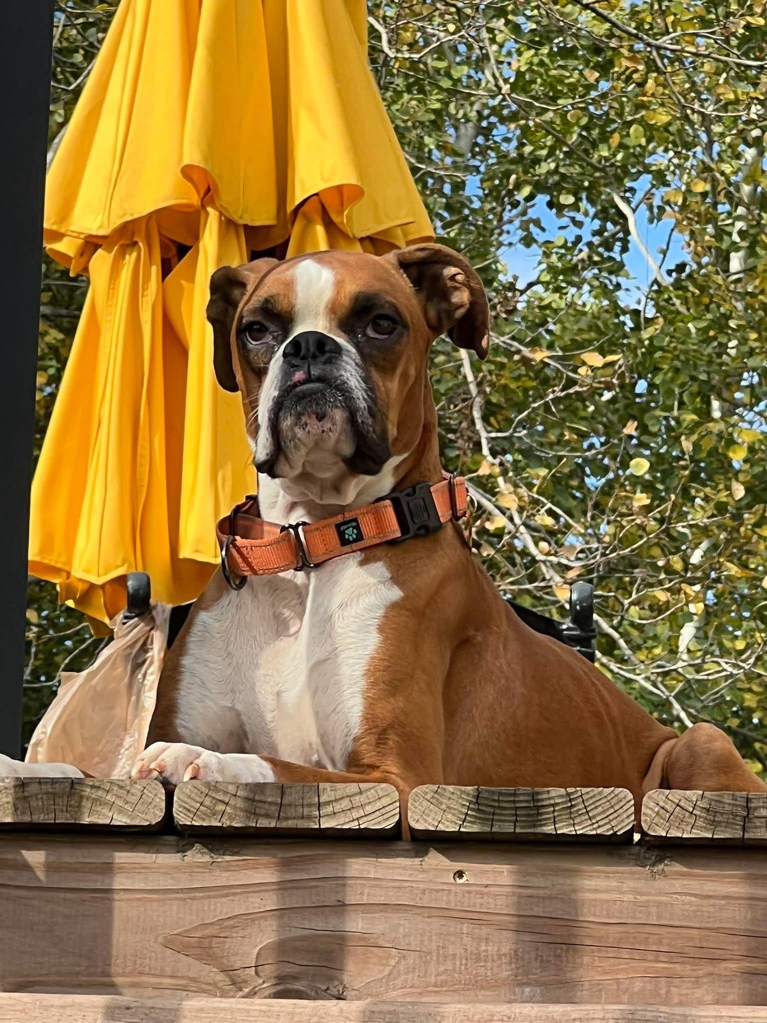 Enlarge Thanos, a Adoptable Boxer in Owatonna, MN image 2/2