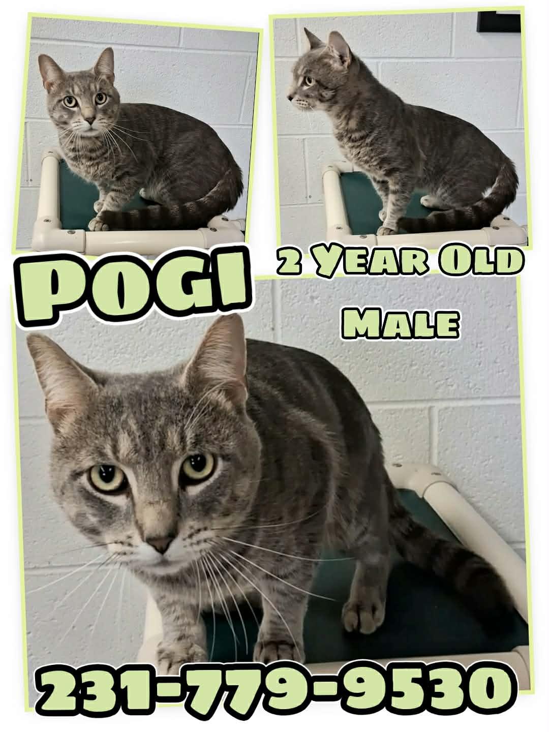 Enlarge POGI, a ADOPTABLE Domestic Short Hair in Cadillac, MI image 1/1