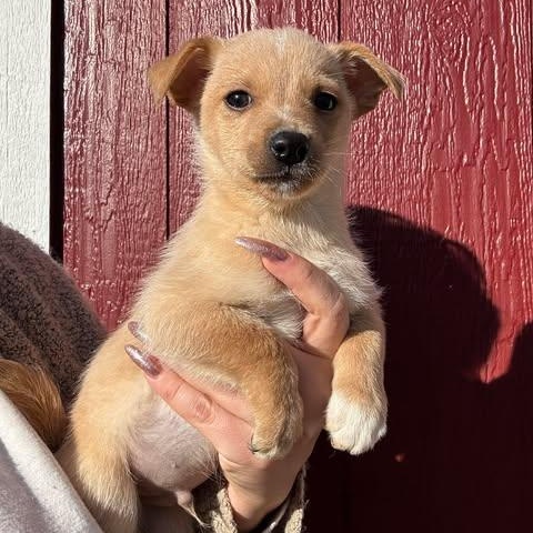 Enlarge digit, an adopted mixed breed in Houston, TX image 3/3