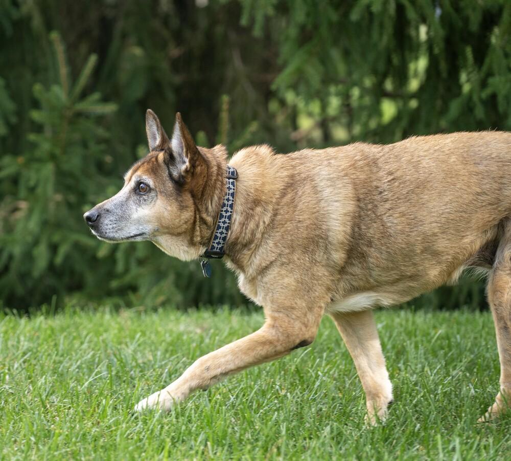 Tori, Adoptable, Senior Female Shepherd & German Shepherd Dog.