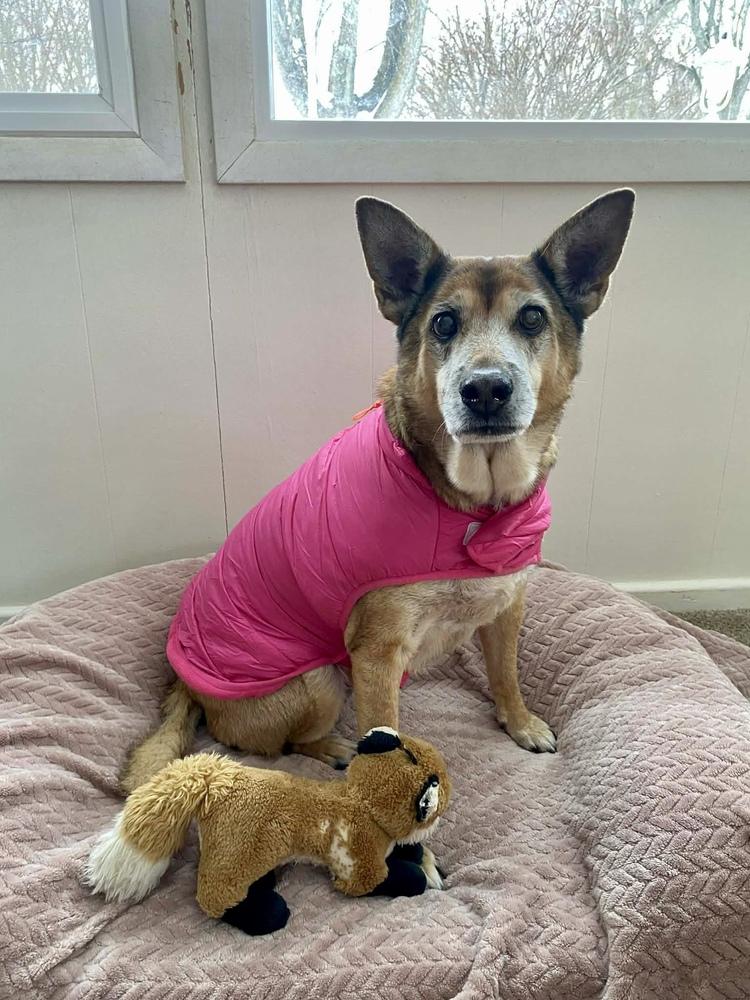 Enlarge Tori, a Adoptable mixed breed in New Albany, OH image 2/5