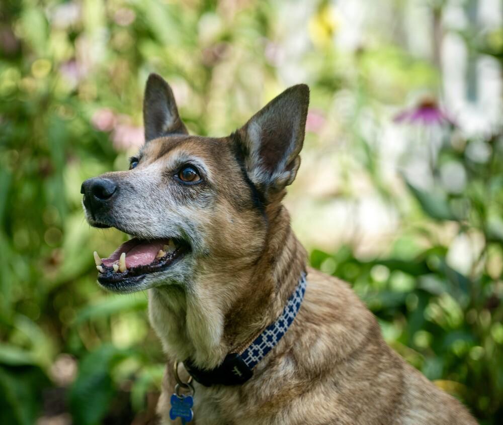 Tori, a Adoptable mixed breed in New Albany, OH image 2/4
