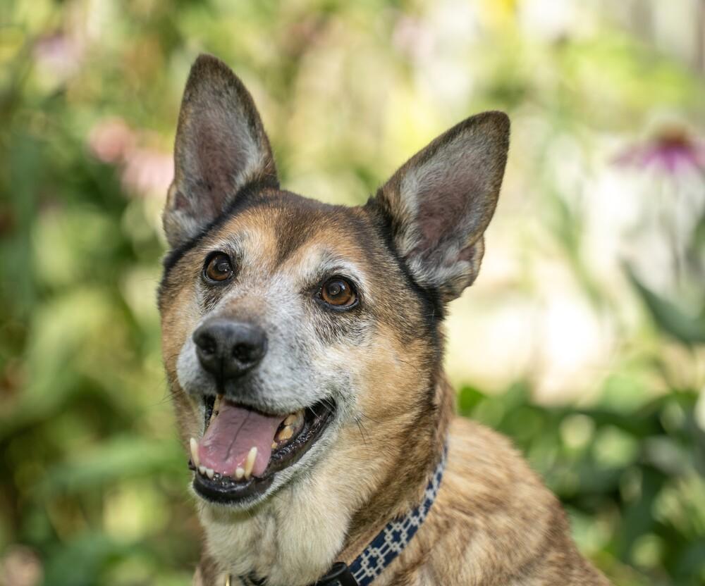 Tori, a Adoptable mixed breed in New Albany, OH image 2/4