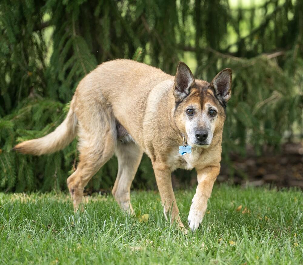 Tori, a Adoptable mixed breed in New Albany, OH image 3/4