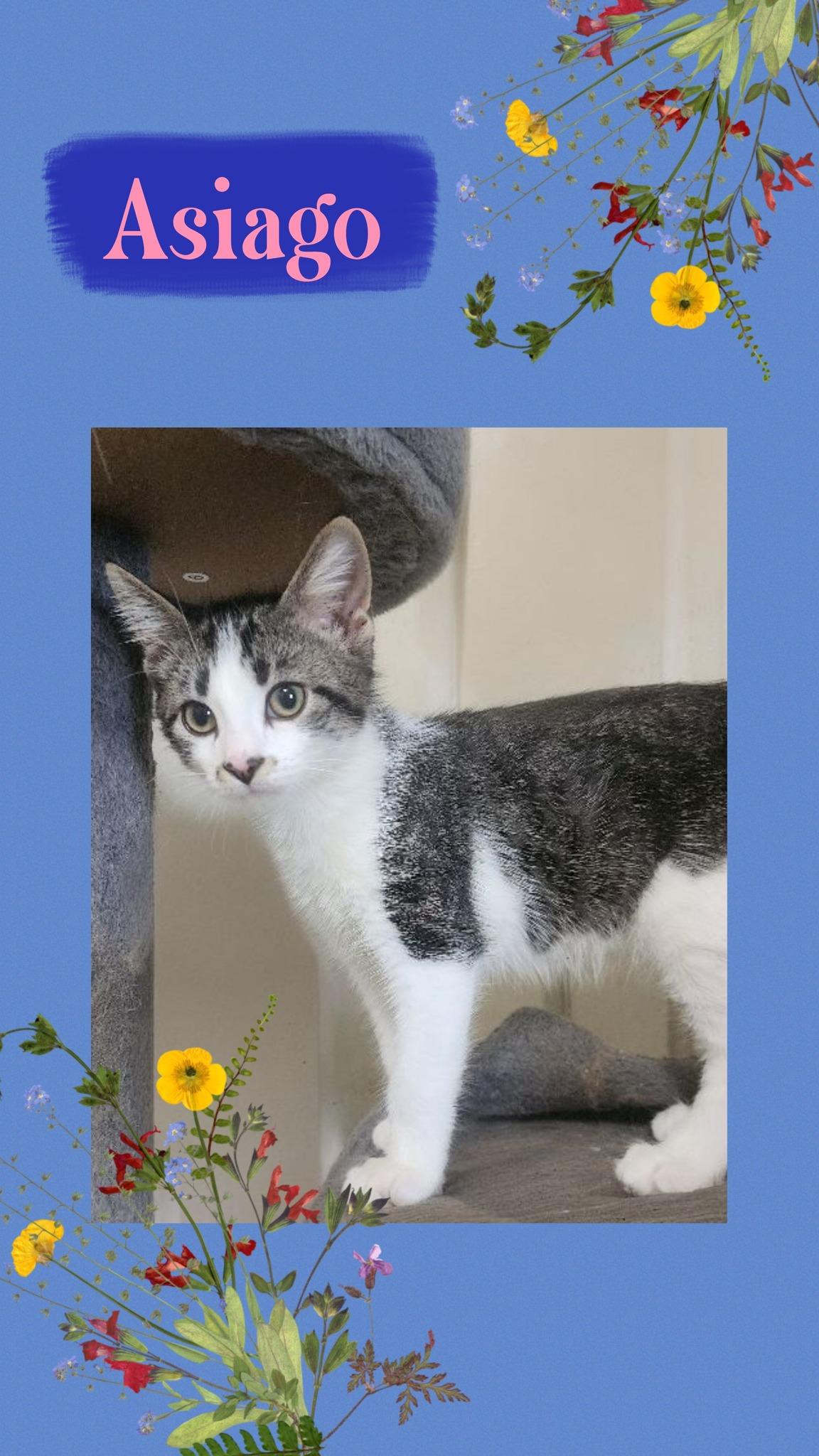 Cheddar, Asiago & Danblu(Brothers), Adopted, Young Male Domestic Short Hair.