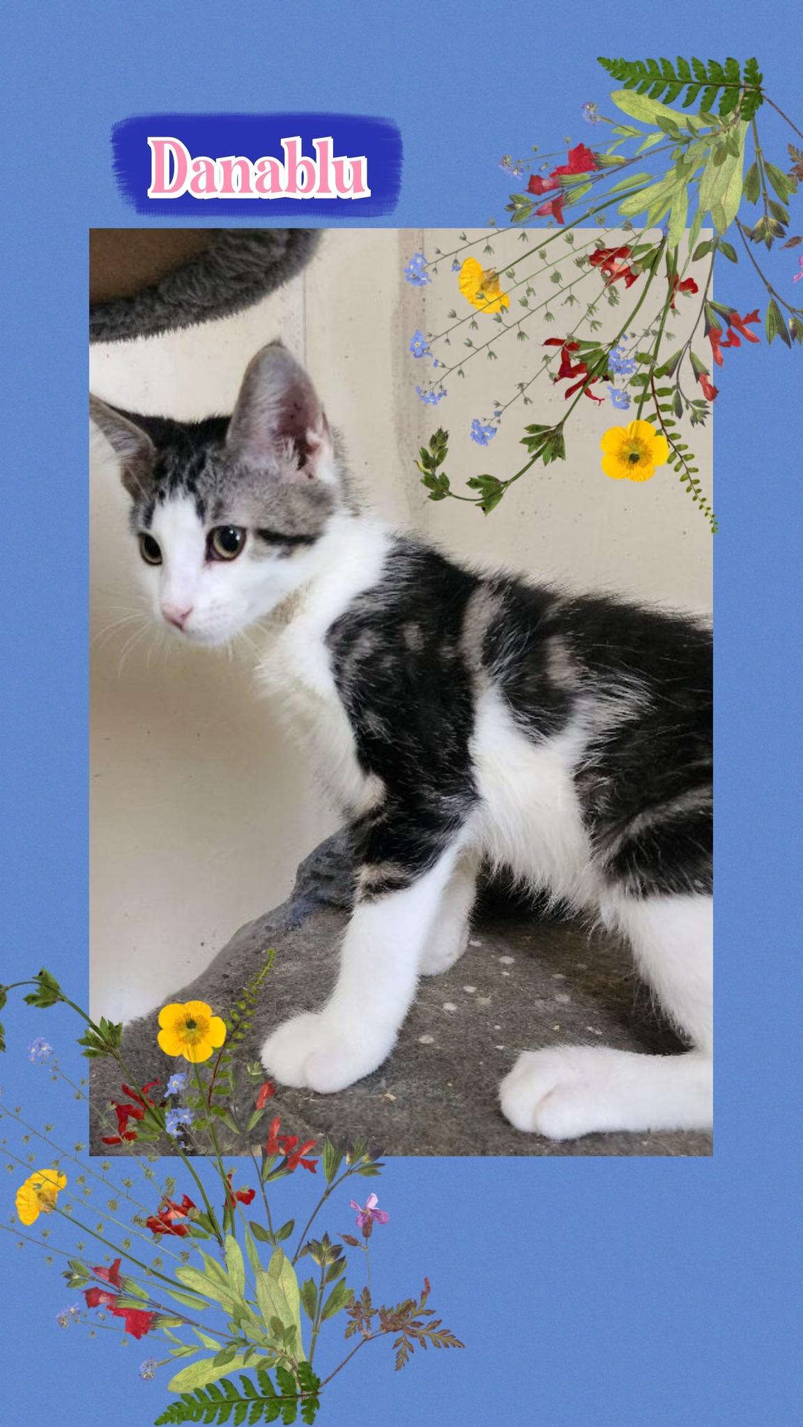 Enlarge Cheddar, Asiago & Danblu(Brothers), a Adopted Domestic Short Hair in Fitchburg, WI image 2/3