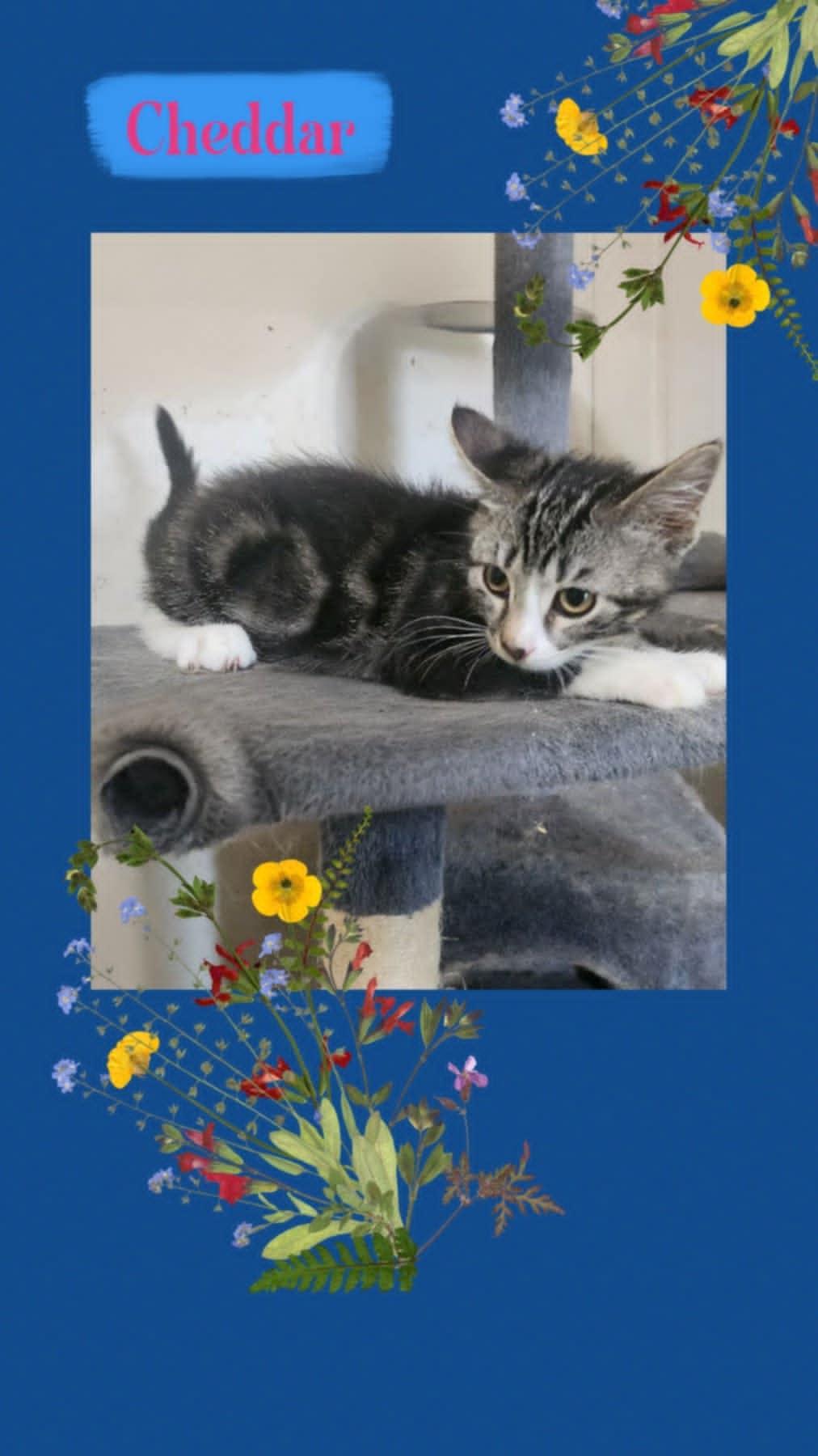 Enlarge Cheddar, Asiago & Danblu(Brothers), a Adopted Domestic Short Hair in Fitchburg, WI image 3/3